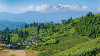 nepal-hiaho-teegarten-kanayam-ilam-shutterstock_1249500976.jpg