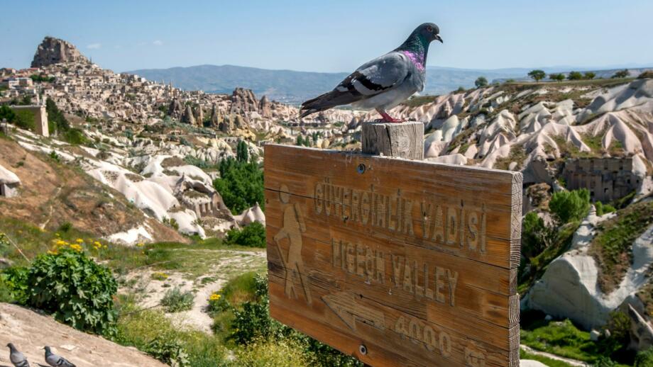 tuerkei-kappadokien-tukap-taube-auf-einem-schild-ueber-dem-tigertal-in-uchisar-shutterstock_2148751883.jpg